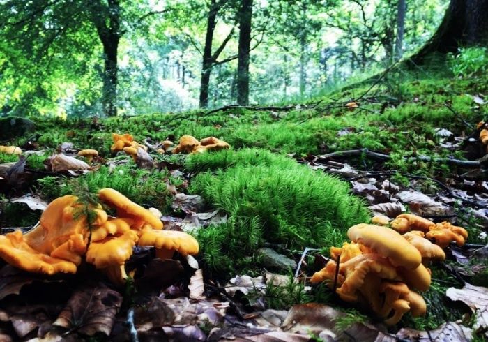 Gula kantareller växer i mossig skogsmark bland löv och grenar