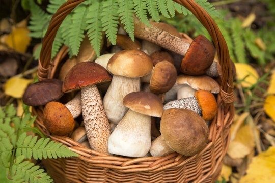 Korg med flera sorters plockade matsvampar bland gröna ormbunksblad